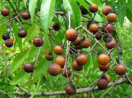 "2 Yaşında Bıttım Sabunu Ağacı (Pistacia terebinthus) Fidanı - Doğal ve Sağlıklı"