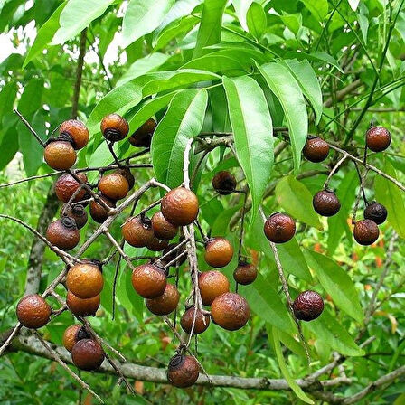 "2 Yaşında Bıttım Sabunu Ağacı (Pistacia terebinthus) Fidanı - Doğal ve Sağlıklı"