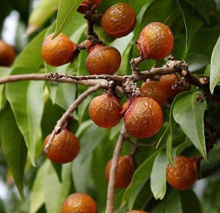 "2 Yaşında Bıttım Sabunu Ağacı (Pistacia terebinthus) Fidanı - Doğal ve Sağlıklı"