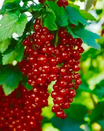 "Frenk Üzümü Fidanı (Ribes rubrum) - Bahçenize Tatlı ve Aromatik Meyveler"1 yaş 2 adet