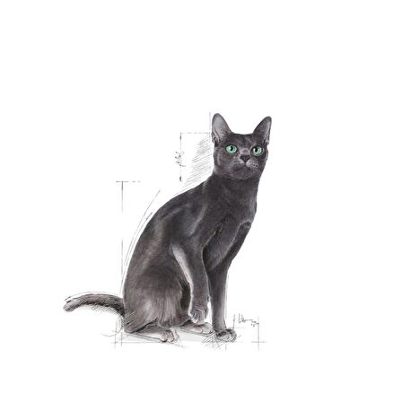Royal Canin Sterilised37 Kısırlaştırılmış Kediler için Kuru Kedi Maması 15kg