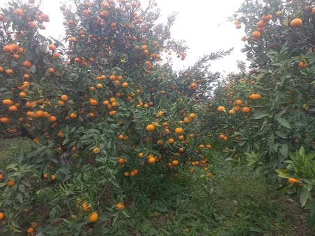 Satsuma Mandalina 10 kg