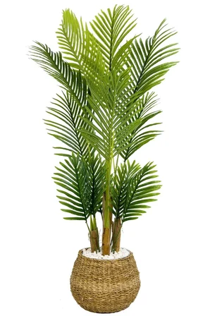 Areka Palmiyesi 130cm geoit hasır saksıda