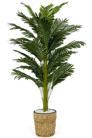 Areka Palmiyesi 140cm Hasır saksıda fejka