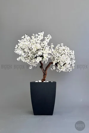 Bonzai gövdeli Beyaz Sakura Ağacı 100cm Dış Mekana Uygun