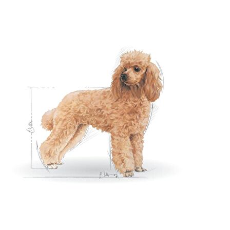 Royal Canin Poodle Yaş Köpek Maması 85g