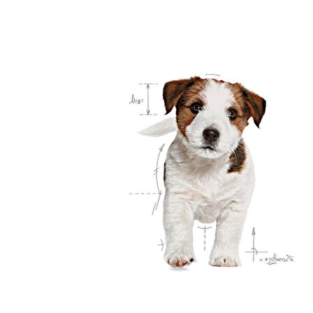 Royal Canin Küçük Irklar için Yavru Kuru Köpek Maması 2kg