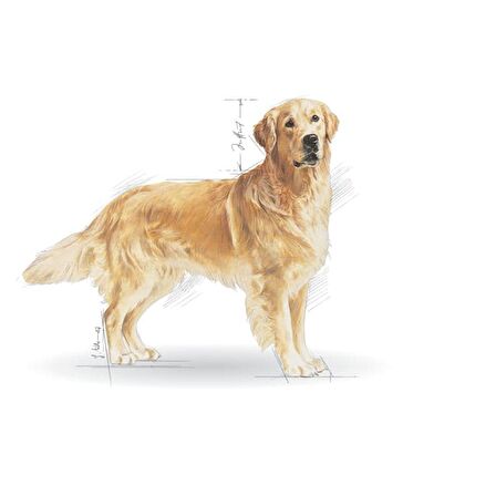 Royal Canin Golden Retriever Yetişkin Kuru Köpek Maması 12kg