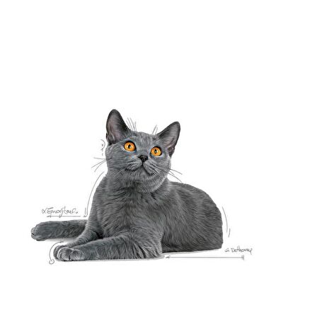 Royal Canin Dental Care Diş Sağlığı için Kuru Kedi Maması 1.5kg