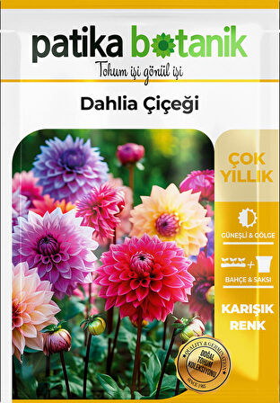30 Adet Dahlia (Yıldız) Çiçek Tohumu  
