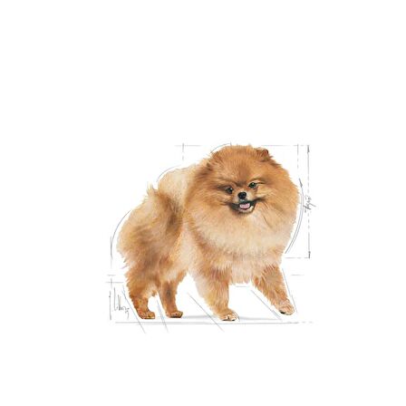 Royal Canin Pomeranian Kuru Köpek Maması 3kg