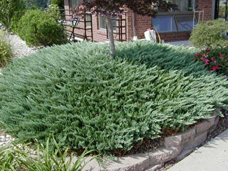 Juniperus horizontalis 'Blue Chip' – Mavi Sürünücü Ardıç (15-20 cm, Saksılı)