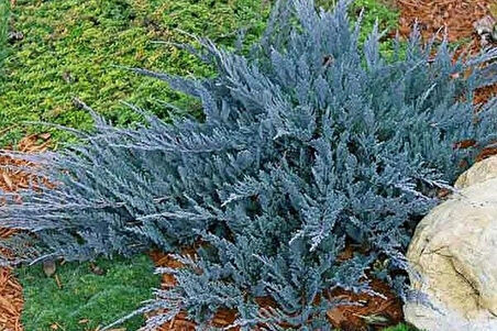 Juniperus horizontalis 'Blue Chip' – Mavi Sürünücü Ardıç (15-20 cm, Saksılı)