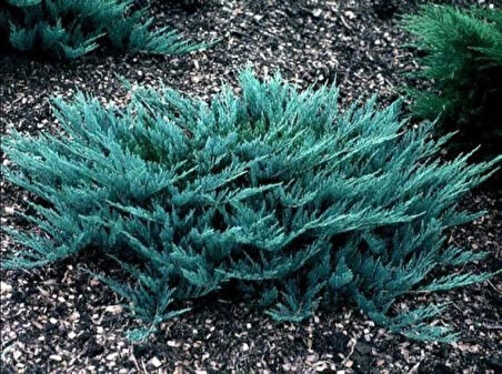 Juniperus horizontalis 'Blue Chip' – Mavi Sürünücü Ardıç (15-20 cm, Saksılı)