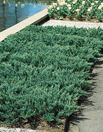 Juniperus horizontalis 'Blue Chip' – Mavi Sürünücü Ardıç (15-20 cm, Saksılı)