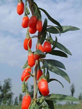 3 Adet  Gojiberry Fidanı Paketi - Lezzete ve Sağlığa Kolay Erişim!