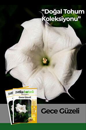 15 Adet Gece Güzeli (Datura L.) Çiçek Tohumu