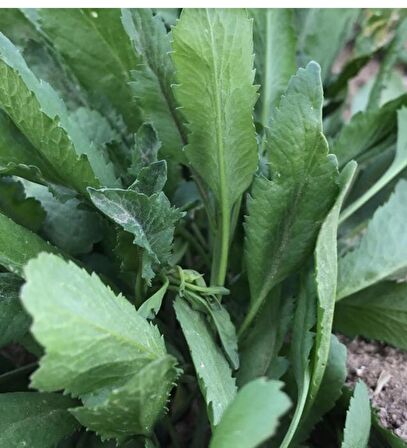 Çoker Tere Tohumu 10gr