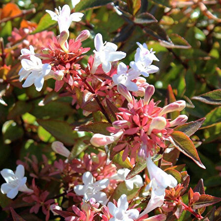 Abelia Grandiflora Fidanı - Beyaz-Pembe Çiçekli Abelya Çalı 1-2 yaş arası tüplü