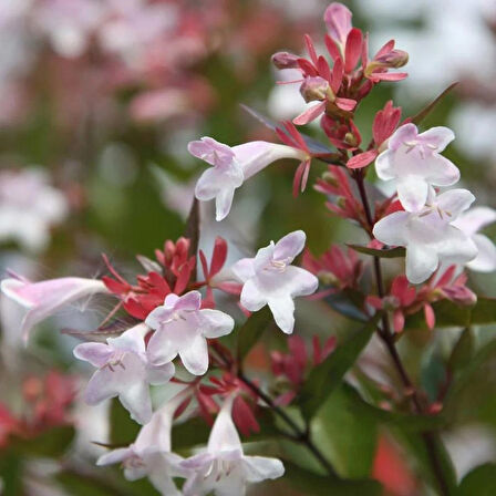 Abelia Grandiflora Fidanı - Beyaz-Pembe Çiçekli Abelya Çalı 1-2 yaş arası tüplü