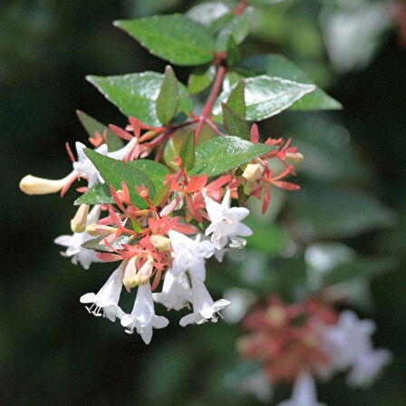 Abelia Grandiflora Fidanı - Beyaz-Pembe Çiçekli Abelya Çalı 1-2 yaş arası tüplü