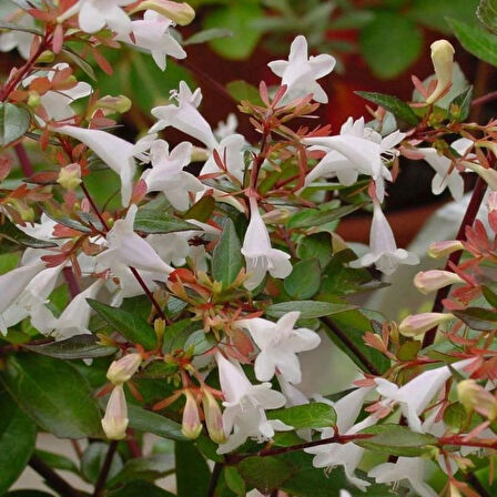 Abelia Grandiflora Fidanı - Beyaz-Pembe Çiçekli Abelya Çalı 1-2 yaş arası tüplü