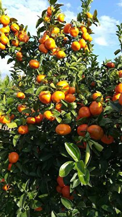 4 yaş saksılı bodur mandalina fidanı okitsu