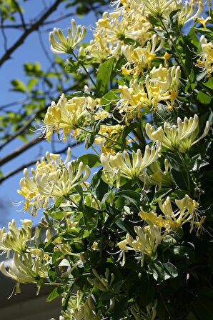 "Tüplü 2 Yaşında Sarmaşık Beyaz Hanımeli (Lonicera japonica) - Bahçeniz İçin Zarif ve Dayanıklı"