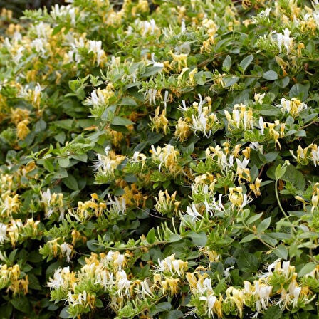 "Tüplü 2 Yaşında Sarmaşık Beyaz Hanımeli (Lonicera japonica) - Bahçeniz İçin Zarif ve Dayanıklı"