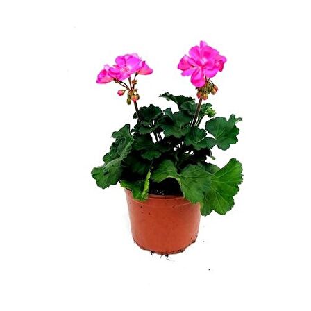 Sardunya Açık Pembe 10-20 Cm 