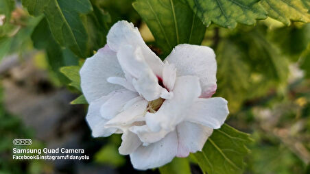 Ağaç Hatmi Hibiscus sinensis Tüplü Beyaz 60 cm