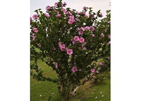 Ağaç Hatmi Hibiscus sinensis Tüplü Pembe 60 cm