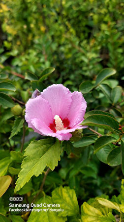 Ağaç Hatmi Hibiscus sinensis Tüplü Pembe 60 cm