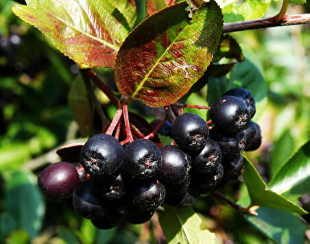 Aronia Berry Doku Kültürü 4 yaş Saksılı 60.70 cm