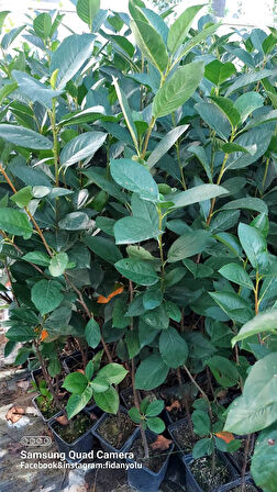 Aronia Berry Doku Kültürü 4 yaş Saksılı 60.70 cm