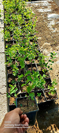 Beyaz İnci Çalısı Caprifoliaceae 20 cm