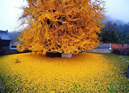 Ginkgo Biloba Mabet Ağacı 40 cm