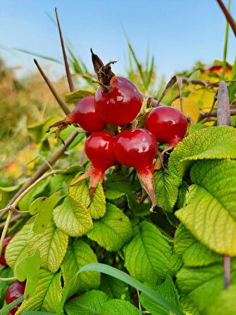 Rosa rugosa Yediveren Kırmızı Kuşburnu