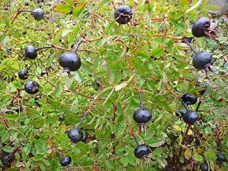 Rosa rugosa Yediveren SiyahKuşburnu