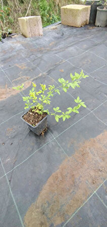 Sarı Yasemin Fidanı (jasminum Humile) 30 cm