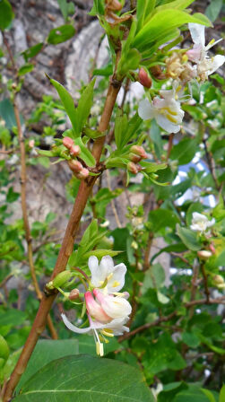 Yoğun kokulu kış hanımeli fidanı lonicera fragrantissima