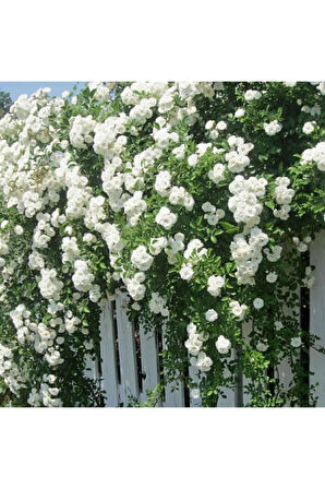 Beyaz Sarmaşık Gül Tohumu Beyaz Gül Tohumu Ekim Seti 5 Adet Tohum + Saksı + Toprak