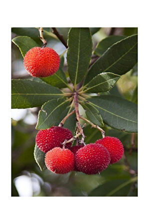 Tropikal Çin Çileği Tohumu 2 Adet Tohum Myrica Çilek