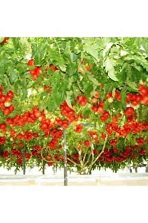 Tohumculuk Nadir Italyan Domates Ağacı Tohumu Domates Tohumu 50 Tohum