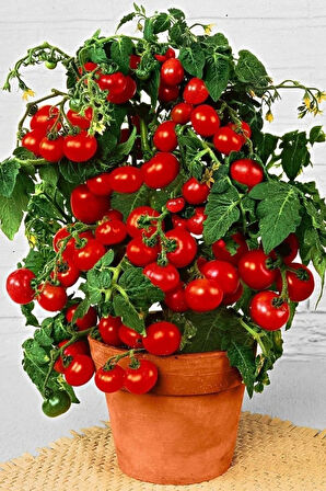 Cherry Saksılık Domates Tohumu 10 Adet Tohum