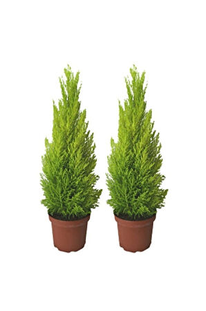 Ithal Bodur Limon Selvi Bonzai Ağacı Tohumu 5 Tohum Bonsai Tohumu