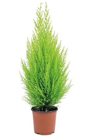 Ithal Bodur Limon Selvi Bonzai Ağacı Tohumu 5 Tohum Bonsai Tohumu