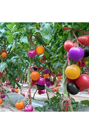 Tohumculuk Gökkuşağı Cherry Domates Tohumu Regarenk Domates Tohumu 10 Tohum + Saksı Toprak