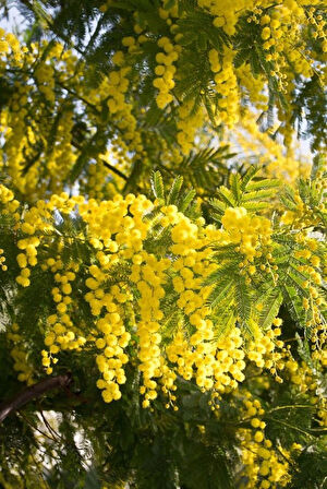 Sarı Mimoza Fidanı - Acacia dealbata - Güneş Sever Çalı Bitkisi - Bahçenize Renk Katın 2 yaş tüplü