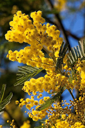 Sarı Mimoza Fidanı - Acacia dealbata - Güneş Sever Çalı Bitkisi - Bahçenize Renk Katın 2 yaş tüplü
